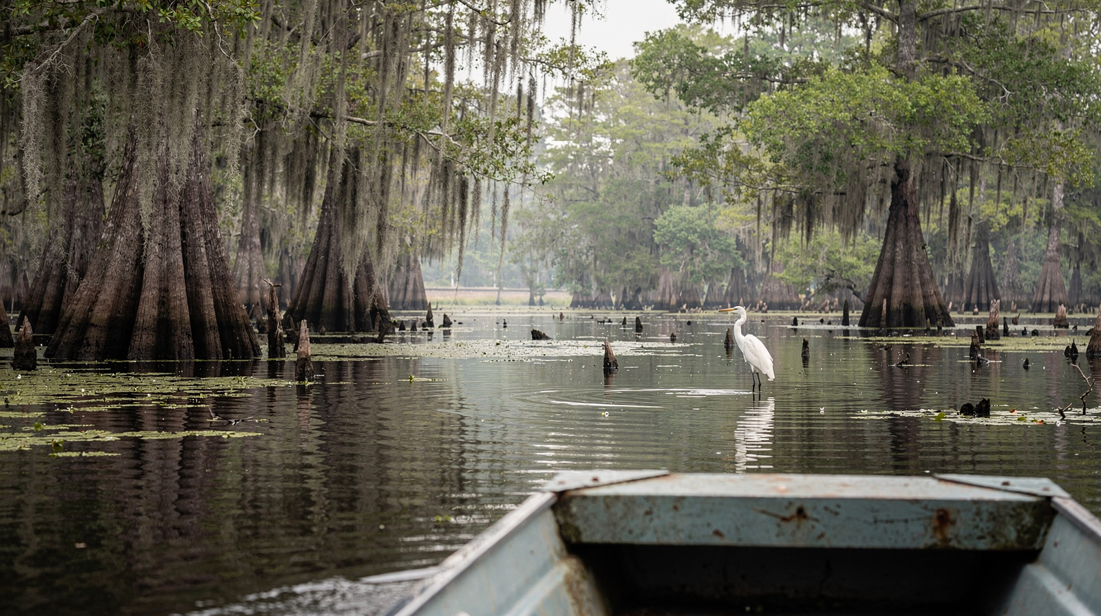 Tours al pantano y al bayou