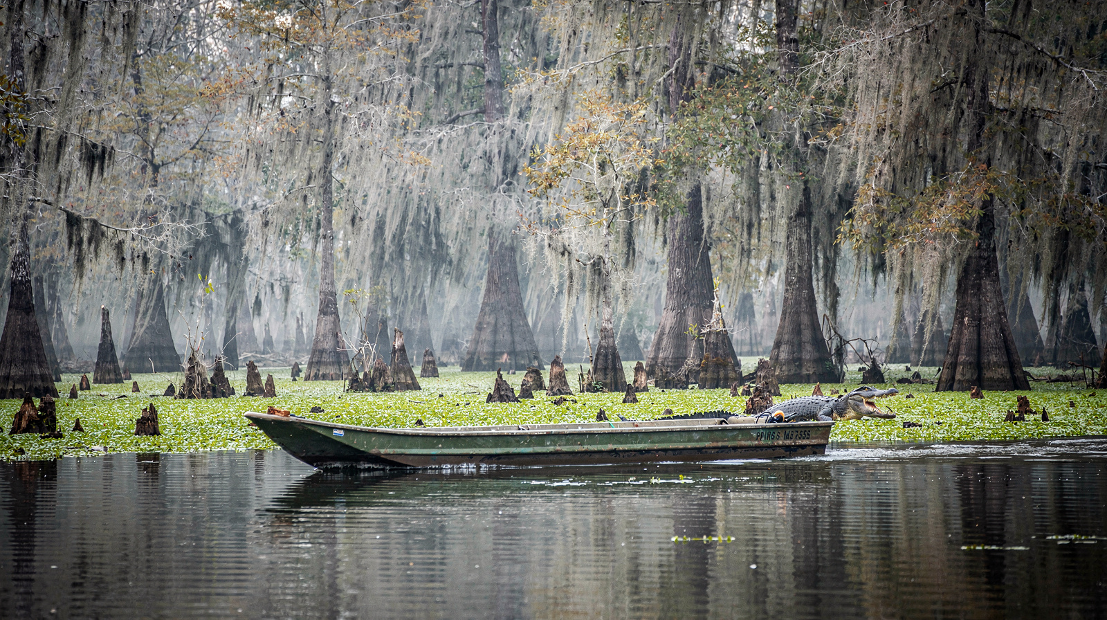Bayou Country: Swamps, Alligators and Cypress South of New Orleans
