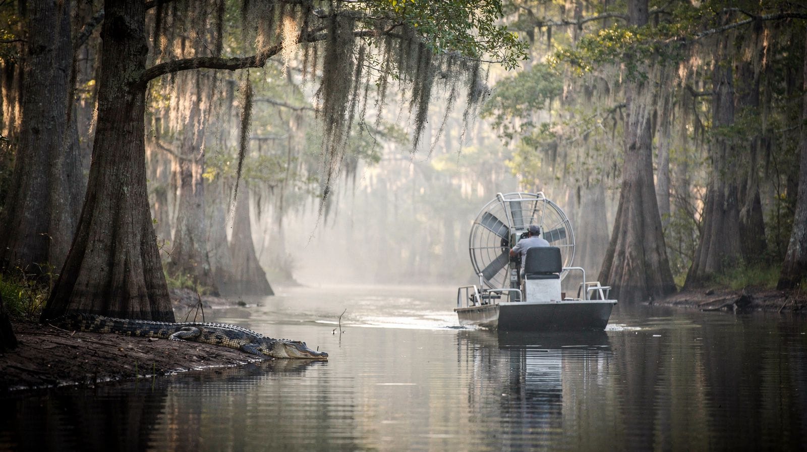 Alligators et faune du bayou : ce que vous verrez vraiment