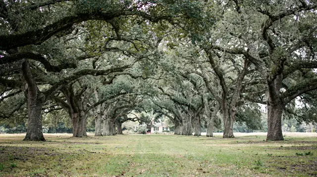 New Orleans Plantation Tours: Which River Road Estate to Visit