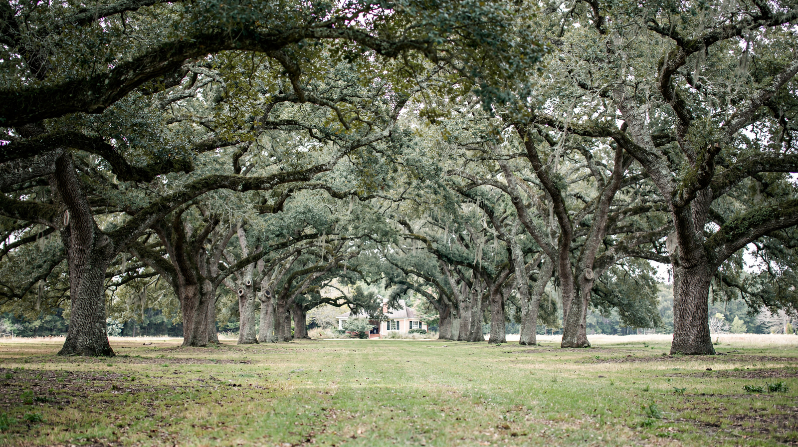 Oak Alley Plantation : le guide complet du visiteur