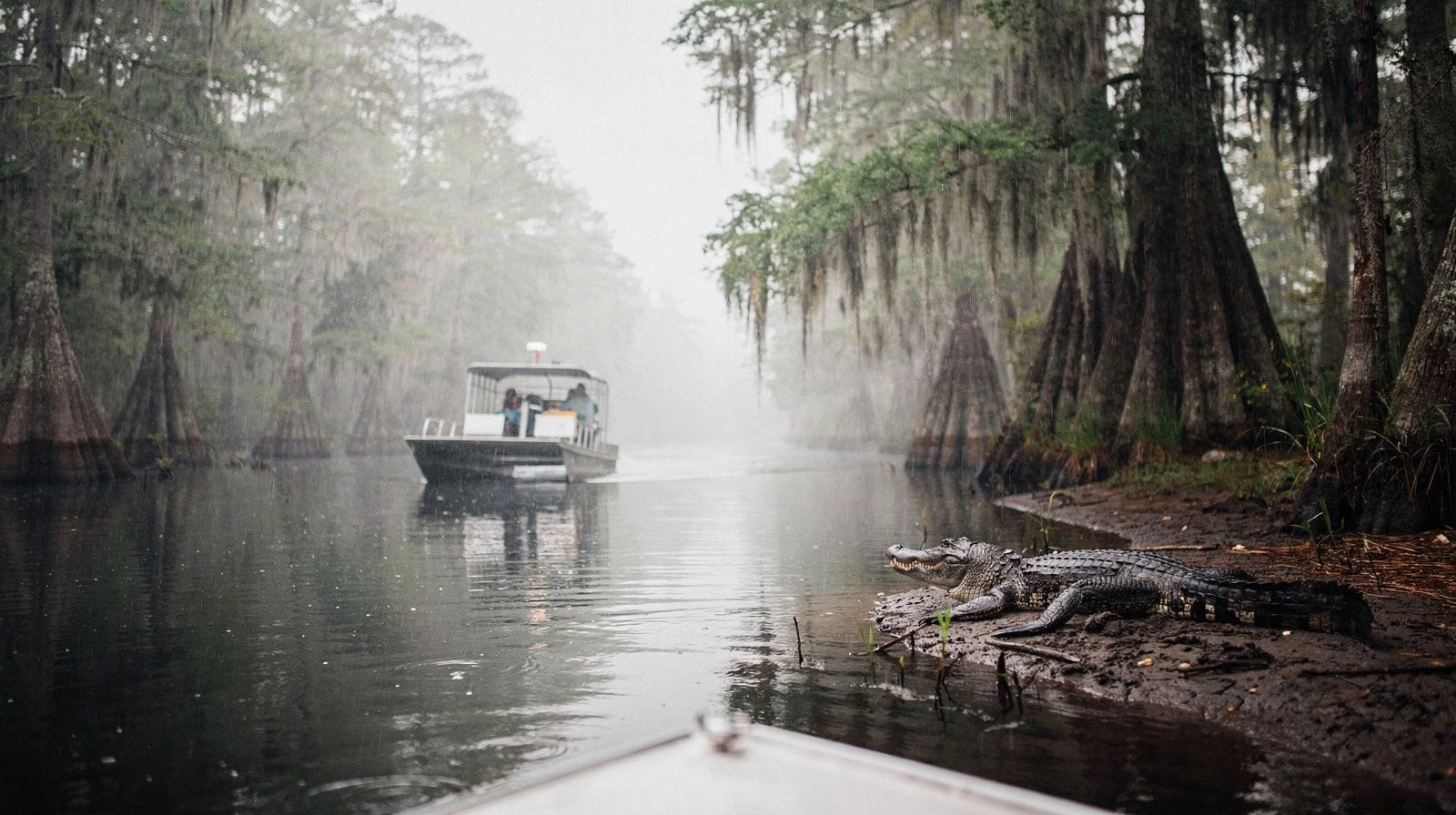 Que faire à Honey Island Swamp